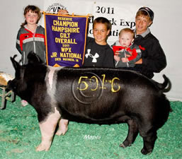 Hamp Gilts